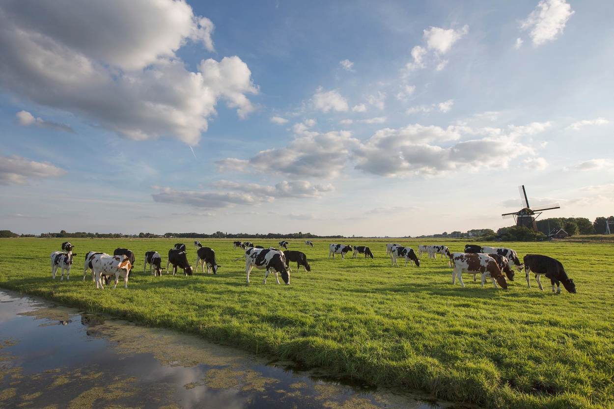 koeien, een sloot, weiland, een molen